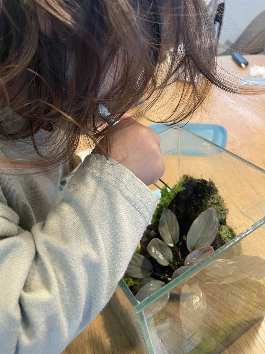 パルダリウムデビュー？

余計なシダをむしり取っています。

#パルダリウム愛好会