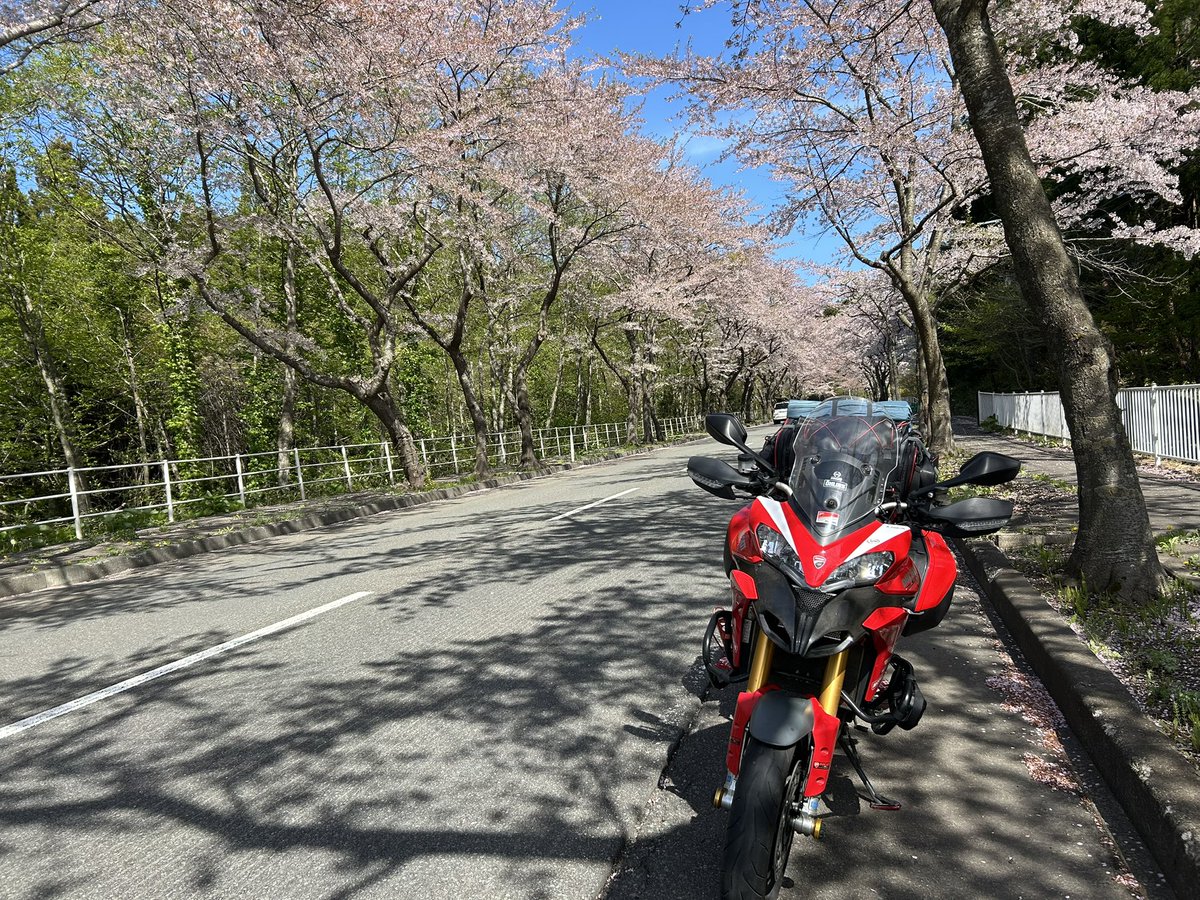 modlerrider's tweet photo. 東北ツーリング最終日。大間の桜並木、なかなか綺麗でした！大間の無料テントサイト泊まり。強風により、テント内でマグロで一杯。うまいなぁ。
じぇじぇじぇ。 https://t.co/4HrQLnK4u6