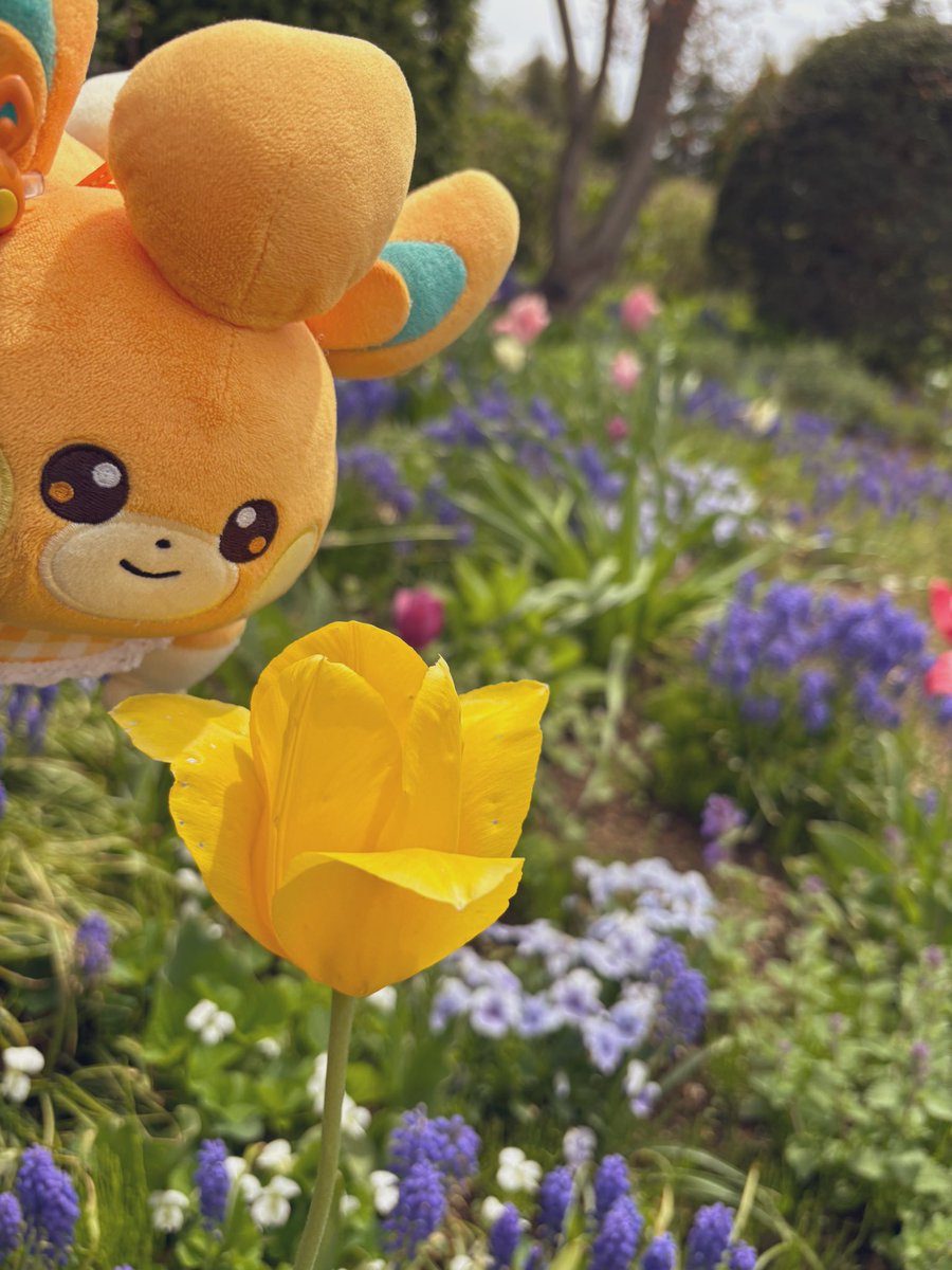 pamoonmoti's tweet image. ⸜🌷︎⸝‍