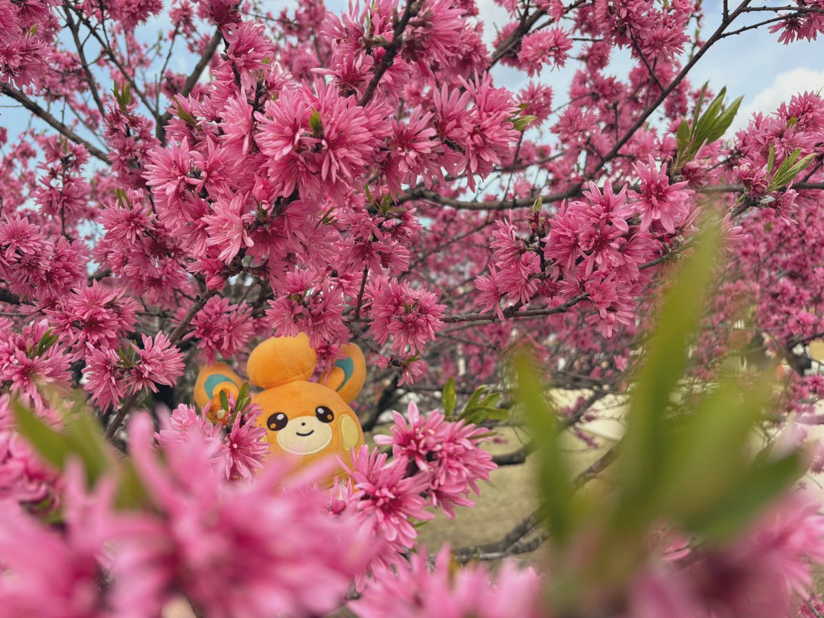 pamoonmoti's tweet image. ⸜🌷︎⸝‍