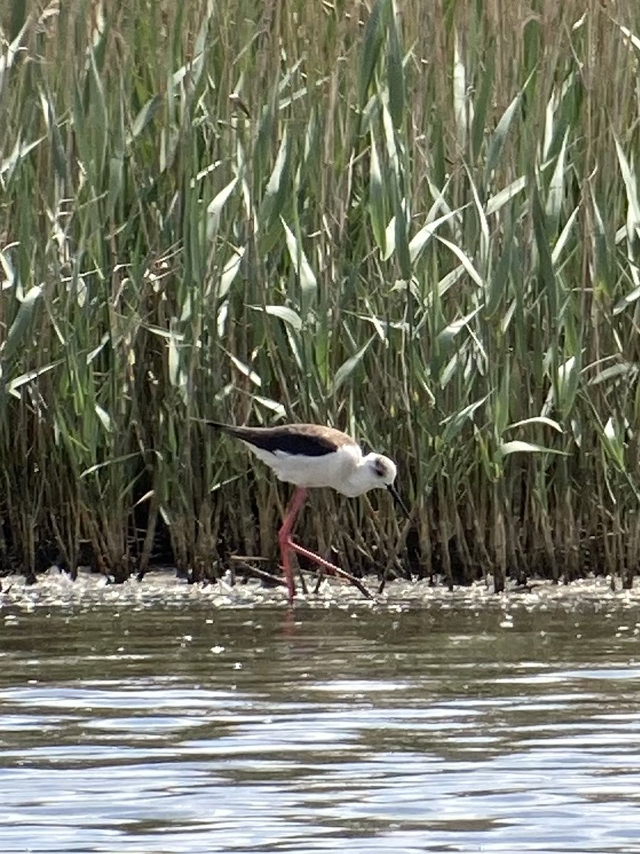 2 Black Winged Stilts (1 male) still 2pm Black Hole Marsh,Seaton and showing well from Island Hide