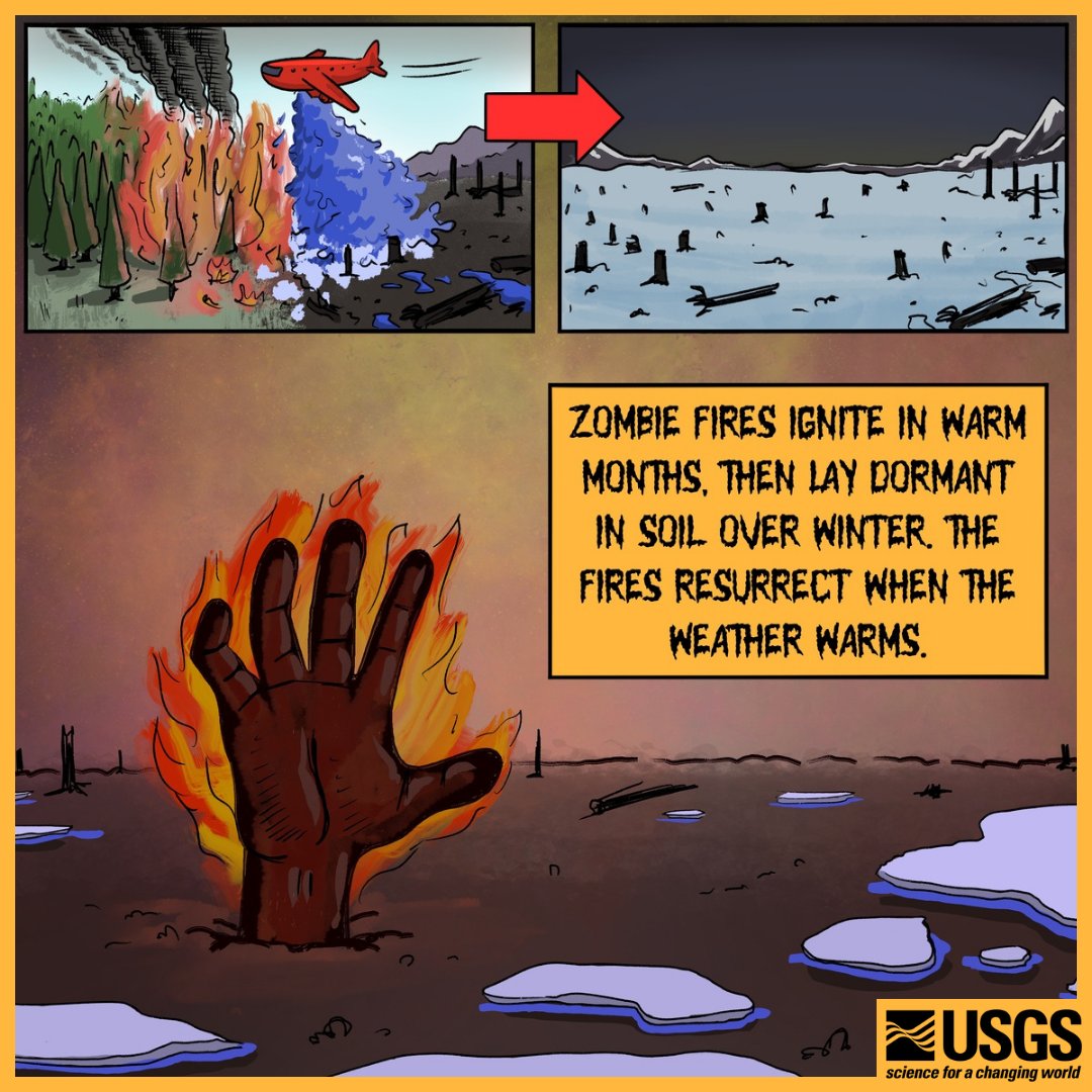 It's not Halloween but it is #WildfireAwarenessMonth, so we're talking about zombie fires. 

A phenomenon in Arctic forests, zombie fires ignite in the summer, lay dormant in the soil over winter, then resurrect when the weather warms again! 🔥
