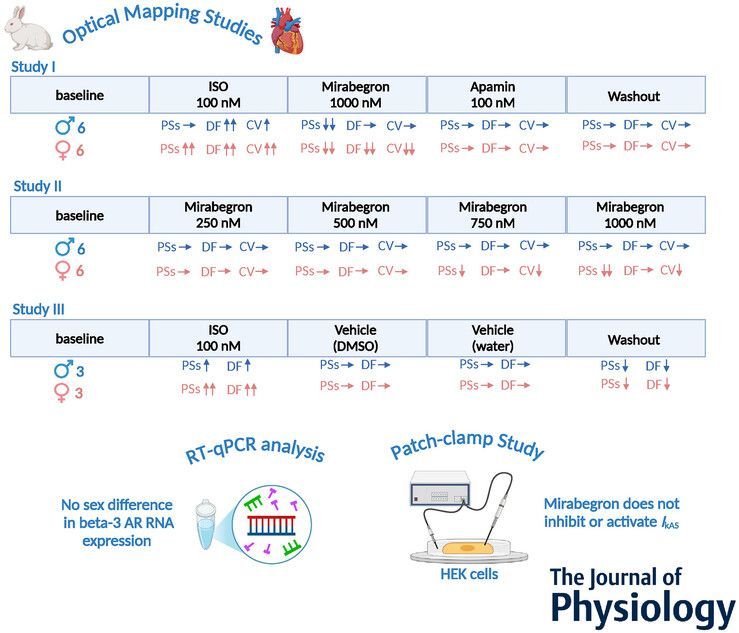 Journal of Physiology (@jphysiol) on Twitter photo Xiao Liu (<a href="/SmidtHeart/">Smidt Heart Institute at Cedars-Sinai</a>) et al. investigated antiarrhythmic effects of #mirabegron on #ventricular fibrillation in Langendorff-perfused rabbit ventricles 🫀 🔍
📜 Read the #Research here: buff.ly/Gvg5Ybt Xiao Liu (<a href="/SmidtHeart/">Smidt Heart Institute at Cedars-Sinai</a>) et al. investigated antiarrhythmic effects of #mirabegron on #ventricular fibrillation in Langendorff-perfused rabbit ventricles 🫀 🔍
📜 Read the #Research here: buff.ly/Gvg5Ybt