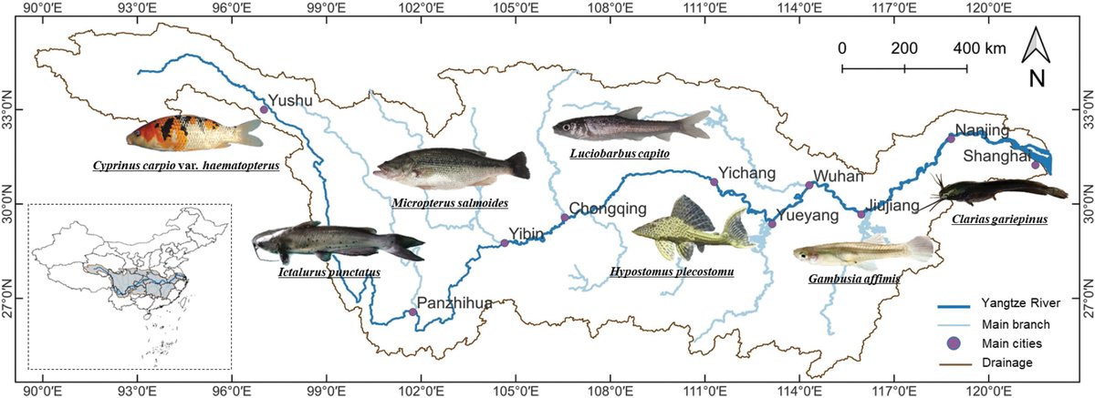 Invasive non-native fish species introduced through human activities are beginning to establish in the Yangtze River, China, posing long-term ecological risks that require urgent, multi-pronged mitigation efforts.

🔗 doi.org/10.3897/nature…