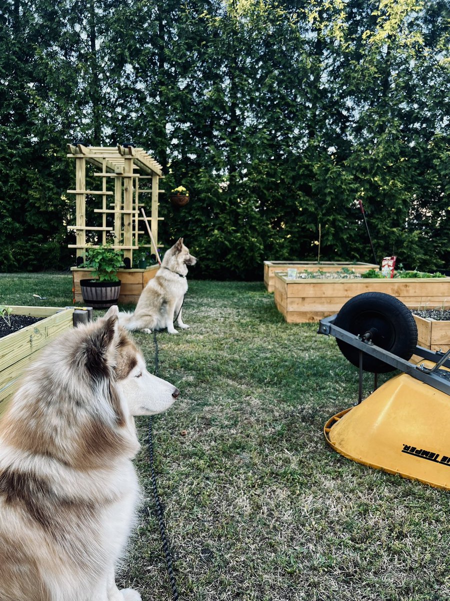 HuskyRoos's tweet photo. @Nonpostjustread @PuppiesIover Male husky in my profile is 80 lbs. Female is 47 lbs. 40-45 lbs is common though. https://t.co/mYvgnKo5Qf