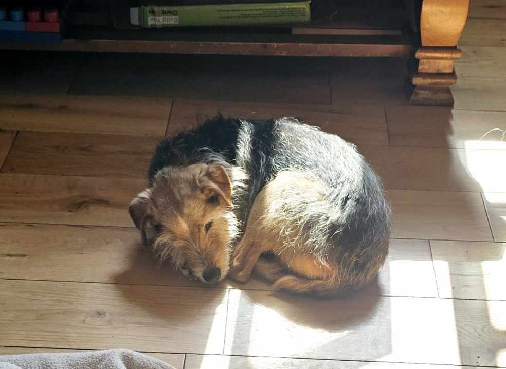 Urgent, please retweet and share on other platforms to help find Roxy, elderly Terrier lost #GOVILON MAY 2 #ABERGAVENNY #MONMOUTHSHIRE #WALES #UK 
Can you help look for her, or just please share🐶🙏
'Our Roxy is a small Terrier like dog, brownish in colour with what looks like