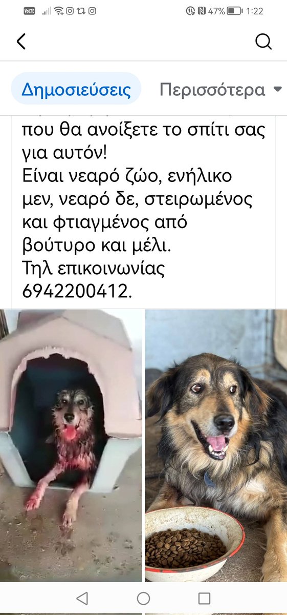 ‼️🆘‼️🆘‼️🆘‼️Κοινοποιούμε μήπως βρεθεί οικογένεια που θα το αγκαλιάσει κ θα περάσει την ζωούλα του μαζί τους🏠🐕🐾✌️✌️✌️✌️✌️✌️✌️✌️
