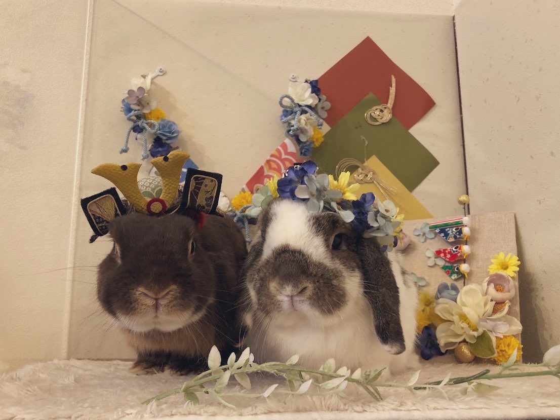 kurokurotsukipi's tweet image. 今日はこどもの日ですね！
つきみ、おもちもこどもの日を楽しんだようです🐰🎏
@RabbitLink2 様いつもありがとうございます！