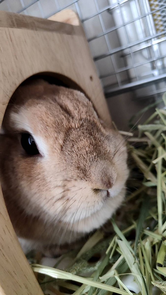 病院に連れて行かれて激おこプンプン丸→拗ねて箱の中に籠城