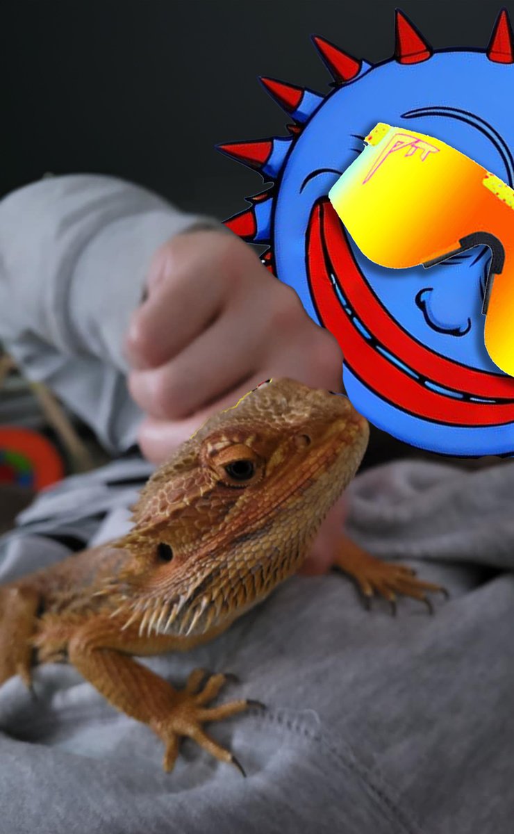 Will_uminati's tweet photo. Saw people sharing their pets yesterday.

Saw $pyp trending on X today, people are still sharing their pets.

Saw the sideways action on the 142k microcapenis chart.

Why there is no X that auto shares when people share their pets and tag #PostYourPet is a mystery. 

Due to the feel good vibes coming out of the communal  aids bucket that is the trenches, I will show you my lizard.