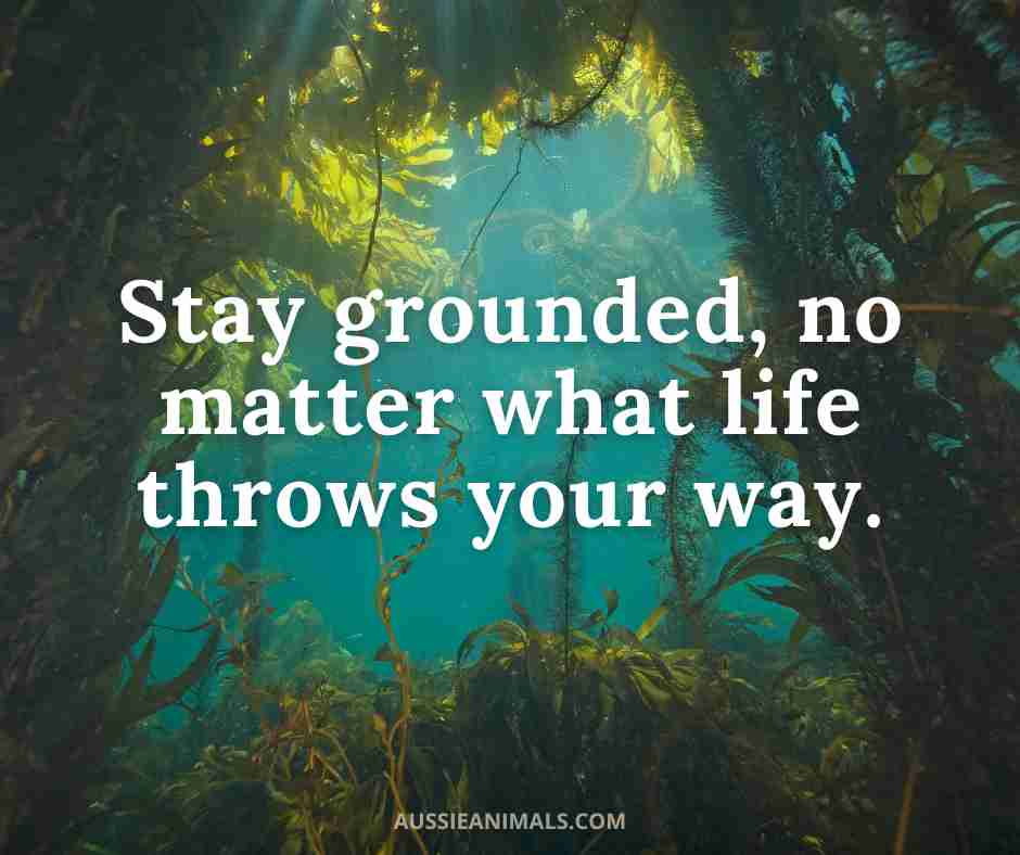 myAussieAnimals's tweet photo. 🌊 Beneath the waves, giant kelp forests provide shelter, food, and oxygen. They may sway with the tides, but their roots run deep.

✨ Stay grounded, no matter what life throws your way.

#MotivationMonday #StayGrounded #OceanLife #AussieAnimals https://t.co/zgxncuKdBs