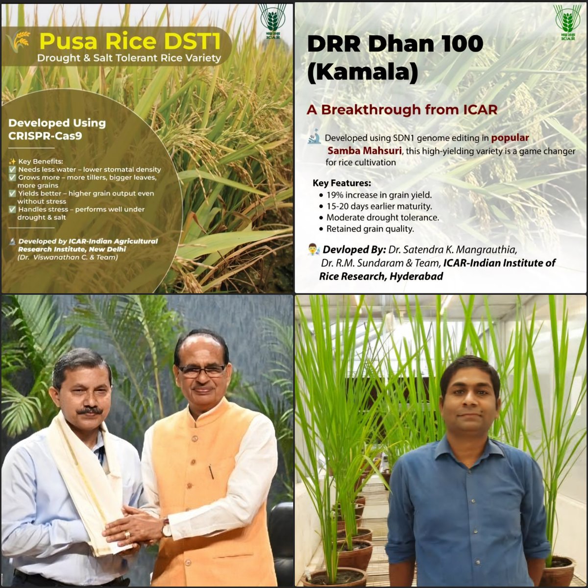 🇮🇳 India approves its 1st genome-edited rice using CRISPR-Cas:
🌾 DRR Rice 100 (Kamla)
🌾 Pusa DST Rice 1
🚫Not GMOs — no foreign DNA.
🌿Boosts yield, climate resilience, and low water requirement.
Developed by @icar_iirr &amp; <a href="/iaripusa1/">IARI Pusa New Delhi</a>.
#CRISPR #Rice
<a href="/ViswaChinnusamy/">Viswanathan Chinnusamy</a> <a href="/skmdrr/">Satendra Mangrauthia</a>