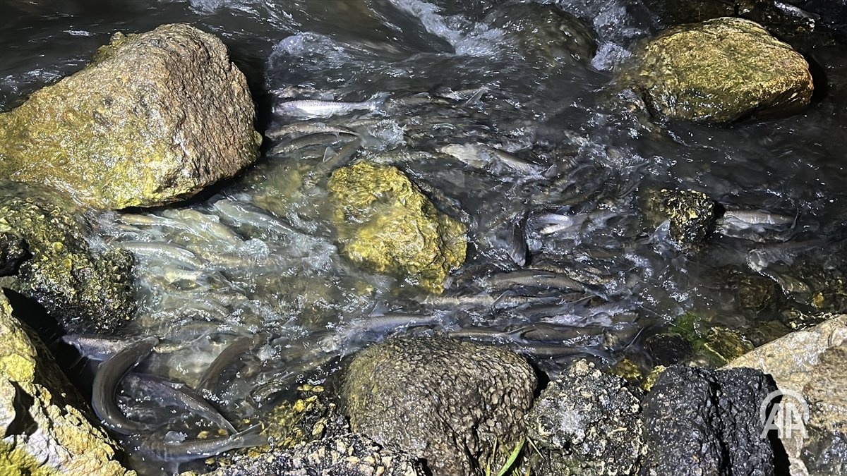 𓆟Van Gölü'nde yaşayan ve üreme döneminde avlanması yasak olan inci kefalleri, yumurtalarını bırakmak için tatlı sulara yaptıkları göç sırasında jandarma ve polis ekiplerinin yaptığı denetimlerle korunuyor

#Yeşilhat🌱

aa.com.tr/tr/yesilhat/ce…