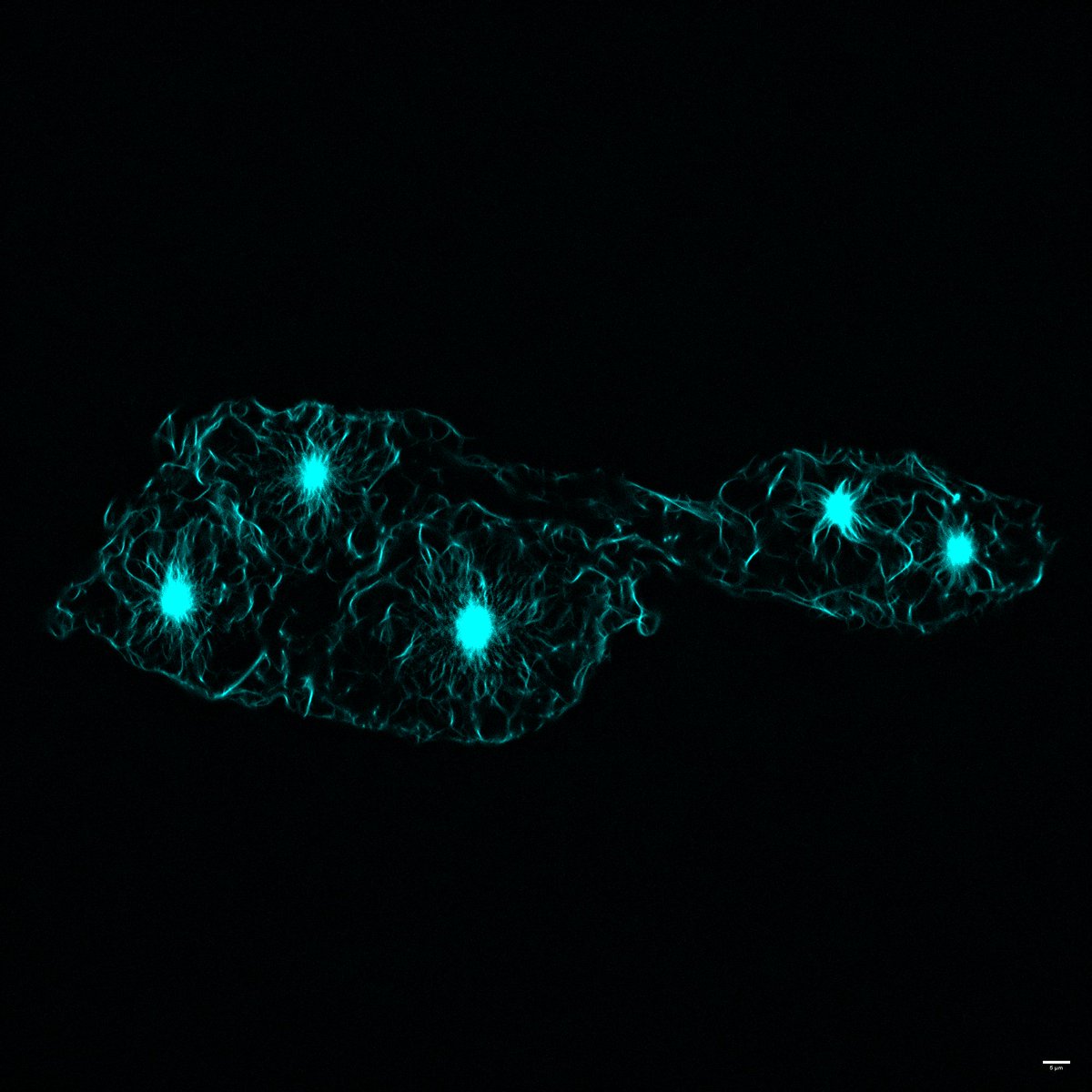 PPBioImaging's tweet image. 🔬 Meet @QDavid18982, PhD student at the Bioinspired Peptide Systems Lab @itqbnova. His work explores how LLPS enhances the catalytic activity of short peptides by forming peptide-ATP coacervates!