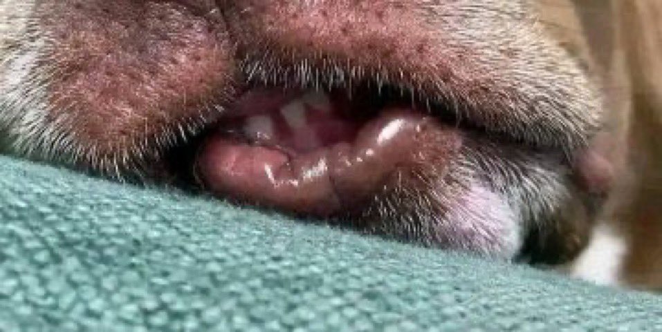 “He is  in my basement learning runyankore”