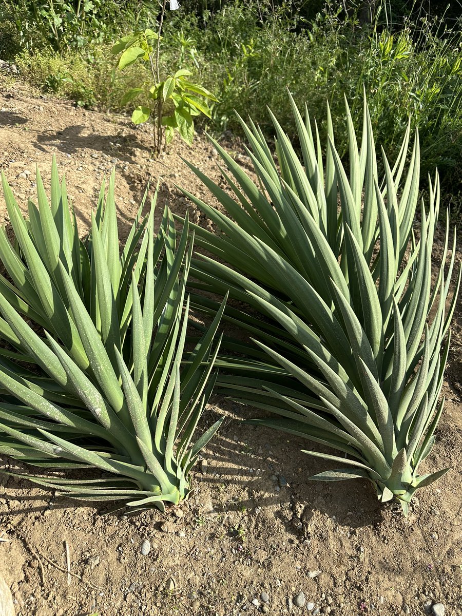 超希少❗️ ロストラータ　4ヘッド　 葉の展開スタートしました♪ ﾛｽﾄﾗｰﾀ