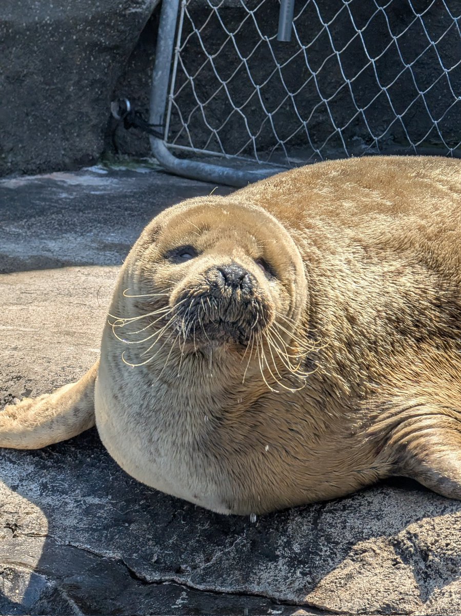 #ゴマフウイーク 最終日
最後の投稿は日本最高齢のゴマフアザラシのジローさん！
楽しい企画ありがとうございました🦭✨
また来年よろしくお願いします👋