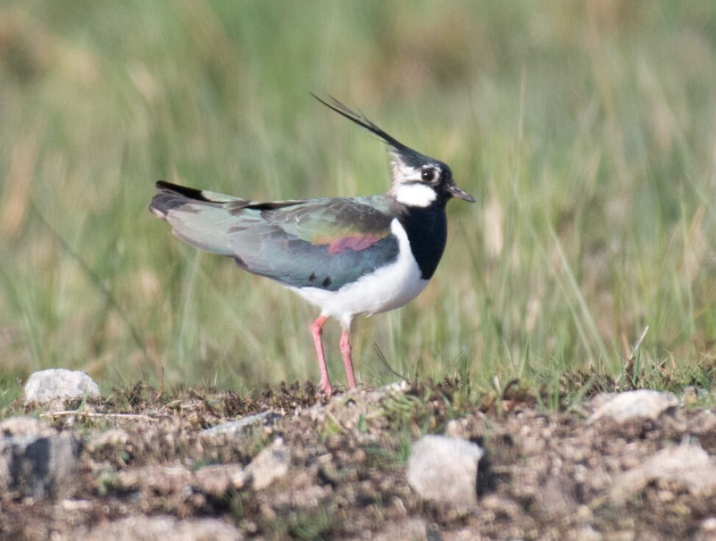 Working_for_Waders (@forwaders) on Twitter photo To kick off #WaderWeek, <a href="/maxwright1997/">MaxWright</a> explains why waders have played such a special role in Scottish folklore & culture - in the midst of their declines, we can't afford to lose them when they need us most... Link below! <a href="/GwctScotland/">GWCT Scotland</a> <a href="/scottishfarmer/">The Scottish Farmer</a> <a href="/DaveParish1/">Dave Parish</a> <a href="/NatureScot/">NatureScot</a> To kick off #WaderWeek, <a href="/maxwright1997/">MaxWright</a> explains why waders have played such a special role in Scottish folklore & culture - in the midst of their declines, we can't afford to lose them when they need us most... Link below! <a href="/GwctScotland/">GWCT Scotland</a> <a href="/scottishfarmer/">The Scottish Farmer</a> <a href="/DaveParish1/">Dave Parish</a> <a href="/NatureScot/">NatureScot</a>