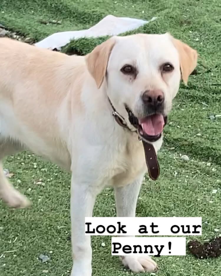 Meet Penny, our sweet 8-year-old Labrador girl! She was rescued from the streets, barely able to walk more than 10 metres. With love, patience, and proper care, Penny has transformed into a happy, playful beauty who brightens every day. Just look at her now!