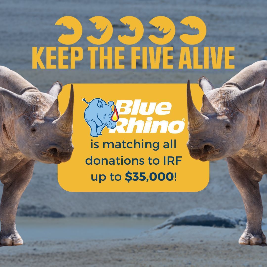 We're celebrating all 5 incredible rhino species and calling on YOU to help Keep the Five Alive. From now through May 8, every dollar you give will be matched by our presenting sponsor, Blue Rhino, up to $35,000! 
👉  rhinos.org/keepthefiveali…
