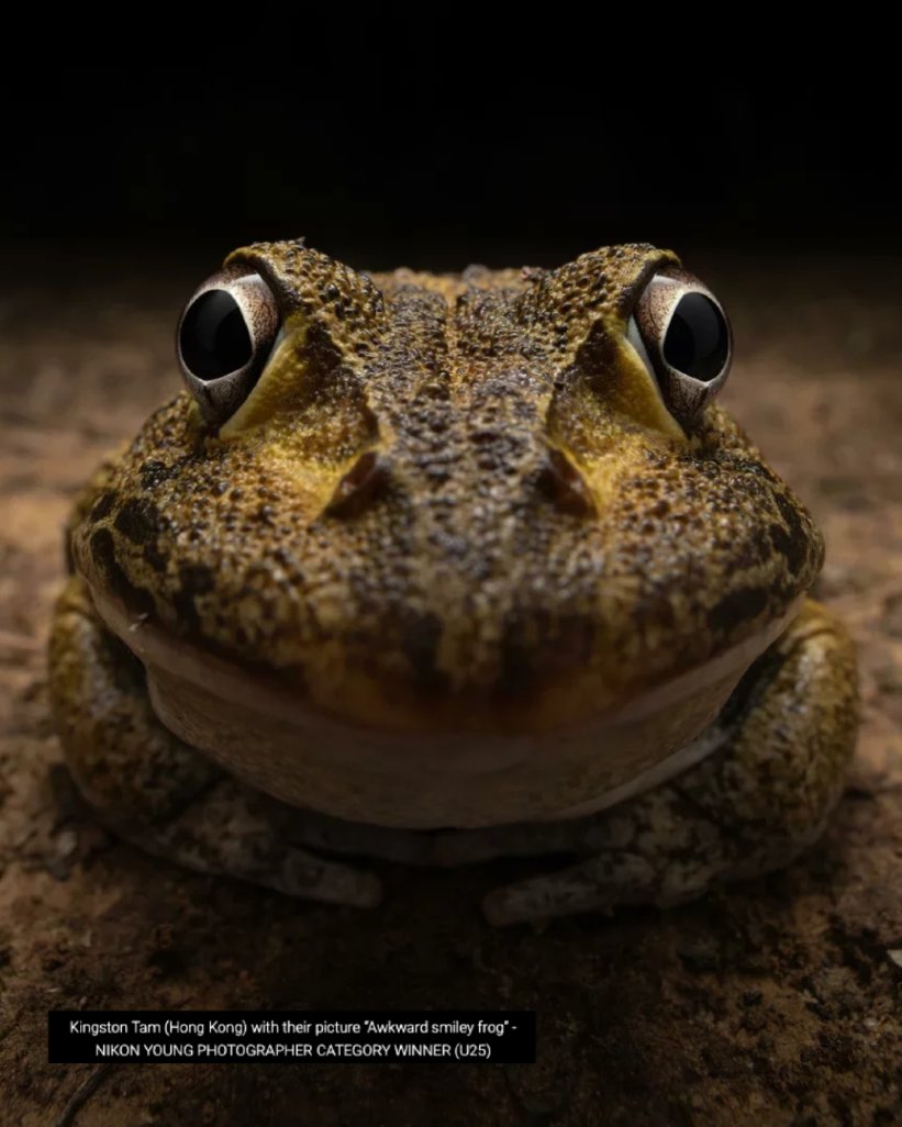 😄 Hoy es el #DíaMundialDeLaRisa y la naturaleza también nos saca una sonrisa

🦭 Nutrias, loros, primates… algunos animales parecen reír, jugar o disfrutar del momento

🌿 Proteger la naturaleza es también preservar su lado más alegre y sorprendente
#RíeConLaNaturaleza