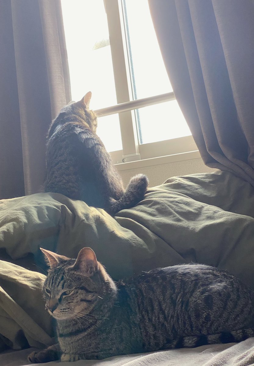 ぎん&たぬ (@gintanu20240211) on Twitter photo 