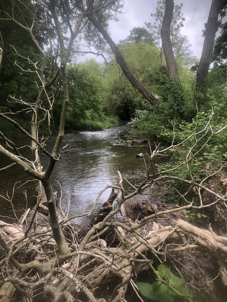 TubbyBats's tweet photo. My #walk today was along the #CrayRiverWalk and the #FootscrayMeadows; visiting the #FiveArchesBridge to take #photos. https://t.co/T3m7clIYC1