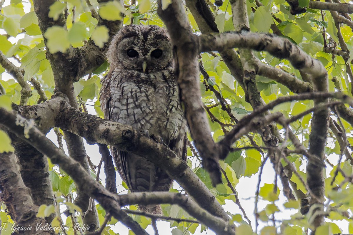 DocNatureBlog's tweet photo. DocNatureBlog: Una interesante y enigmática rapaz nocturna. Cárab... https://t.co/VxddN9VFDH https://t.co/F4tQf3zqmZ