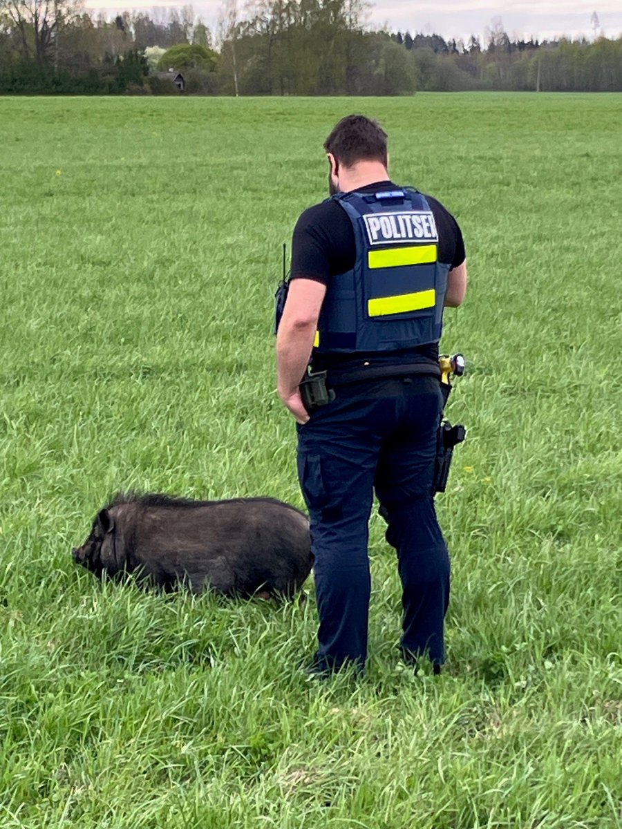 Võru politsei ajas kuldid rukkisse PILTUUDIS: Võru politsei tegeles sigadega lounaeestlane.ee/piltuudis-voru… via @innotahismaagma