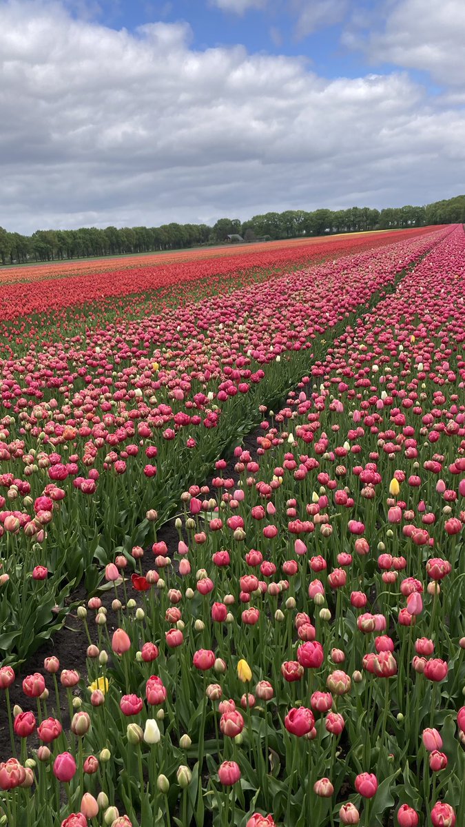 Gisteren toch nog maar even genoten van de prachtige kleuren. Hoe het in de toekomst gaat met de bollenteelt? 🤷 #Drenthe #tulpen