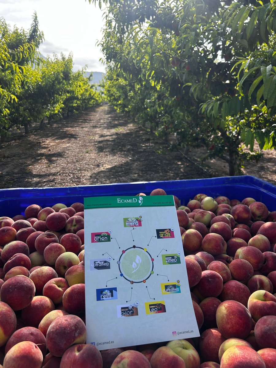 ecamed.eu/mitra/ : Para evitar problemas vasculares.📷📷📷📷📷
ecamed.eu/ecamed-fert-mi… y ecamed.eu/ecamed-fert-al… para que tenga la vegetación necesaria para realizar la fotosíntesis.📷📷📷
ecamed.eu/ecamed-fert-ma… para mejor calibre del fruto. -Hoya del Campo-Abarán-Murcia