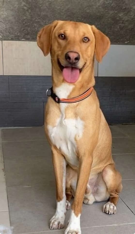 Meet Handsome Marcus!
Marcus is around a year old and is a friendly, happy boy. He’s looking for a home where he’ll get plenty of exercise and mental stimulation to keep him at his best. Marcus is doing well with his training and absolutely loves retrieving his toys!