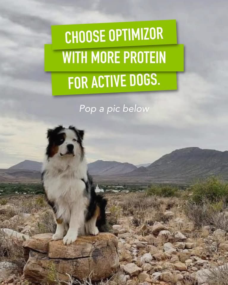 Beautiful Harry Bear 🐻 on the Optimizor Facebook and Instagram page.
Love ❤️ you Bear 🐻 so,so much