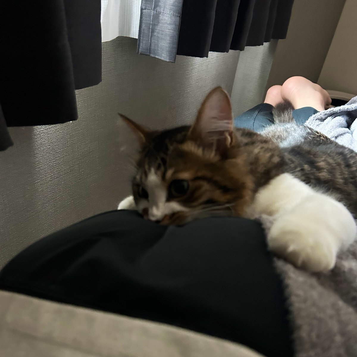hotanyan's tweet photo. 旦那のお尻噛んでた
この後お説教されてた https://t.co/rZxPCFQ9pf