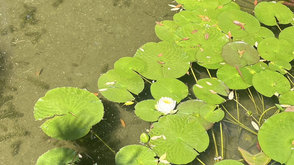 kyoto.:+