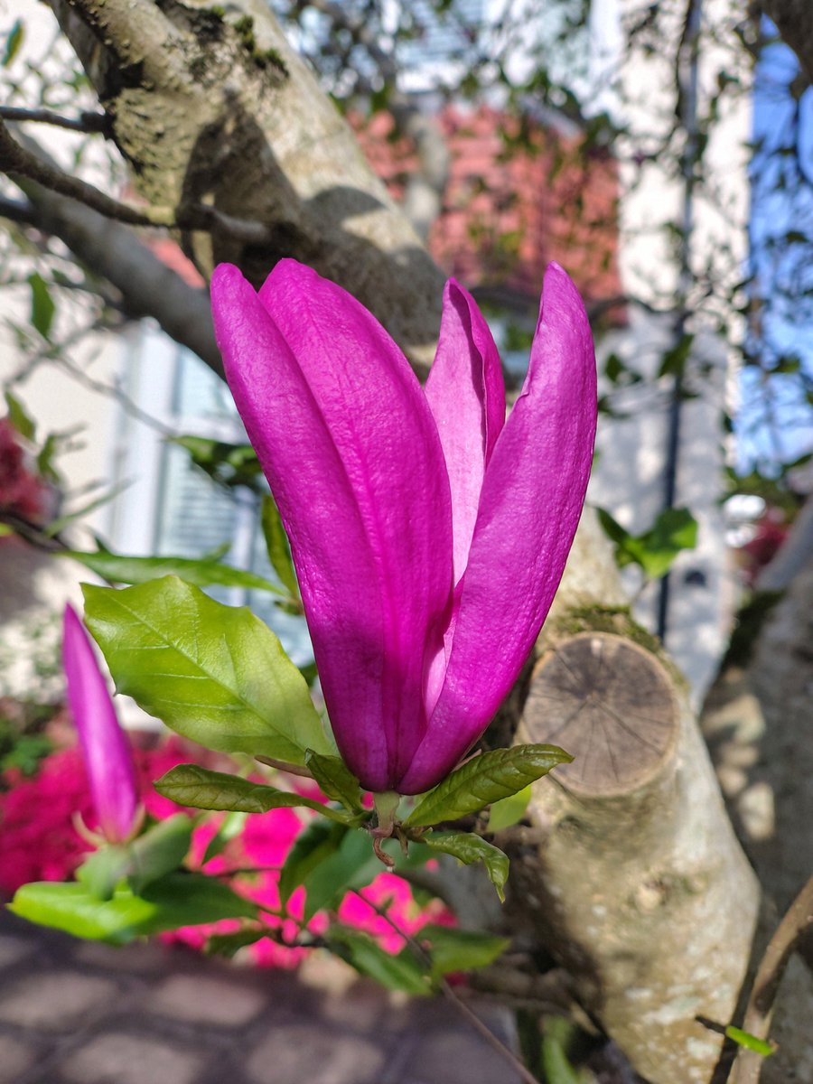 brightnewvensa's tweet image. 💜💗🩷

🌿
#NatureBeautiful
#MagentaMonday