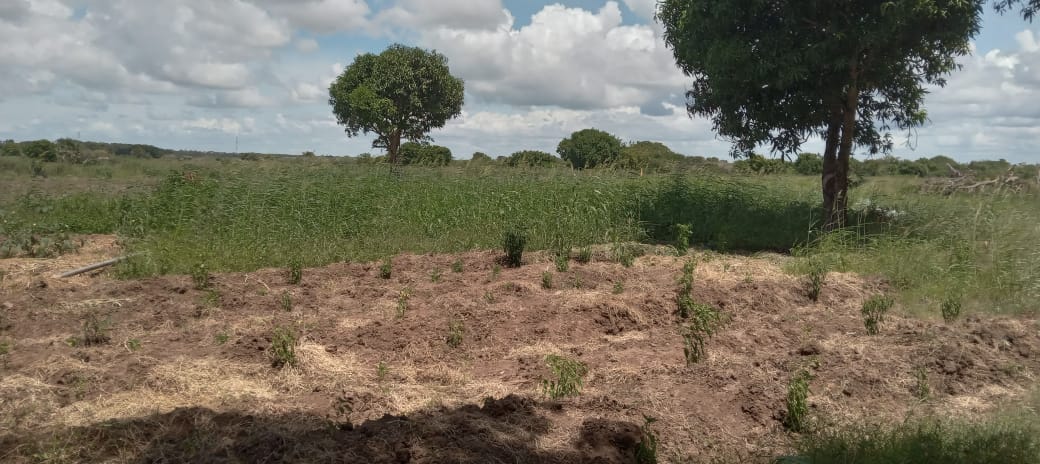 JrScarley's tweet image. Just wrapped up an inspiring visit to Ngao, Tana River County. We mapped out our Theory of Change — from skills training to sustainable income to resilient communities. This is how we build a future where youth &amp;amp; women thrive#YouthVoices #Farming #Digitaljob  #WeInspireAfrica