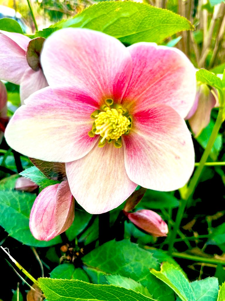 💐 ウォーキングで出会ったお花 💐

頬を染めたようなクリスマスローズ❣️
🌺🌸

美しいお花を生む地球に感謝❗️
ありがとう‼️
🙏🌏🙏

#感謝 #綺麗なお花 #flowerslovers #Flowers #自然の草花 #花写真 #美 #美しいお花 #NaturePhotography #naturelovers  #ARIGATO地球 #ARIGATO #nature #ウォーキング