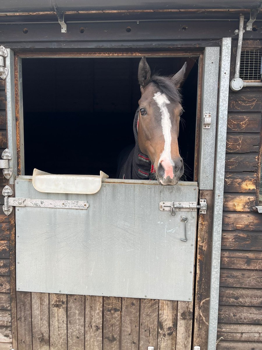 S.Pearce Racing (@spearce_racing) on Twitter photo Forager has arrived at <a href="/WindsorRaces/">Windsor Racecourse</a> ready for the 3.40pm #comehomesafe #racehorse #horseracing #bankholidaymonday #summer Forager has arrived at <a href="/WindsorRaces/">Windsor Racecourse</a> ready for the 3.40pm #comehomesafe #racehorse #horseracing #bankholidaymonday #summer