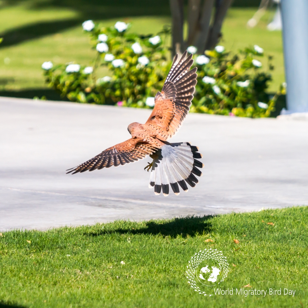 Every community can play a significant role in supporting migratory birds! From planting native gardens to reducing pollution, we can make our neighborhoods safer for birds. 

Join the #WMBD2025 movement and learn more ➡️ worldmigratorybirdday.org/sites/default/…
