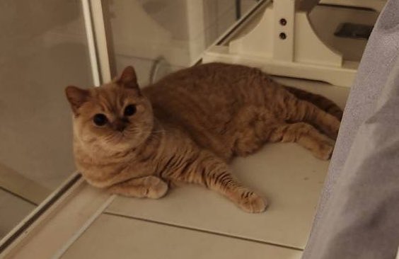 こんばんにゃ🐱コチャです。パパはお爺ちゃんだから、最近は9時前にはベッドに行くよ。でも本当はヤクルトが弱すぎて試合途中で観るのを諦めているからだよ。ボクですか？ママ側の床で寝る準備を開始💤