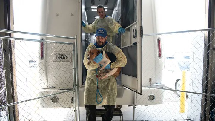 stevegrubershow's tweet photo. JUST IN:  NIH closes experimentation labs accused of brutally killing thousands of beagles

A report from the White Coat Waste project detailed the lab's history of allegedly pumping pneumonia-causing bacteria into more than 2,000 beagles’ lungs, bleeding them out, and forcing them into septic shock for deadly experiments.

Shortly after the Trump administration took office, the FDA announced in April it would phase out an animal testing requirement for antibody therapies and other drugs in favor of testing on materials that mimic human organs.
