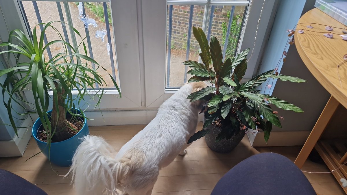 Mummy keep trying to block my view with plants! They dog safe don't worry!! 😂😂