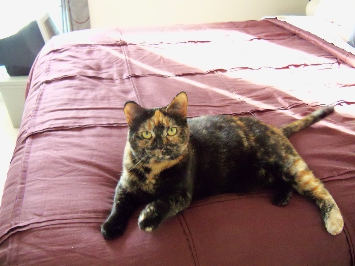 Dawn Nyberg tweet media