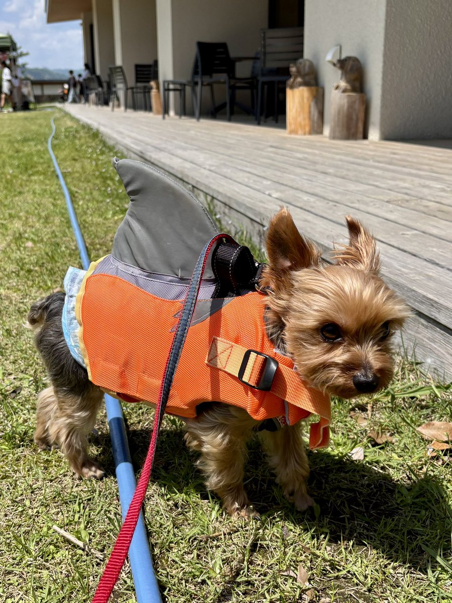 ジョイのGW🎌②
足漕ぎカヤック🦶
レンタルの犬用ライフジャケットがサメ仕様でいかつい🤣