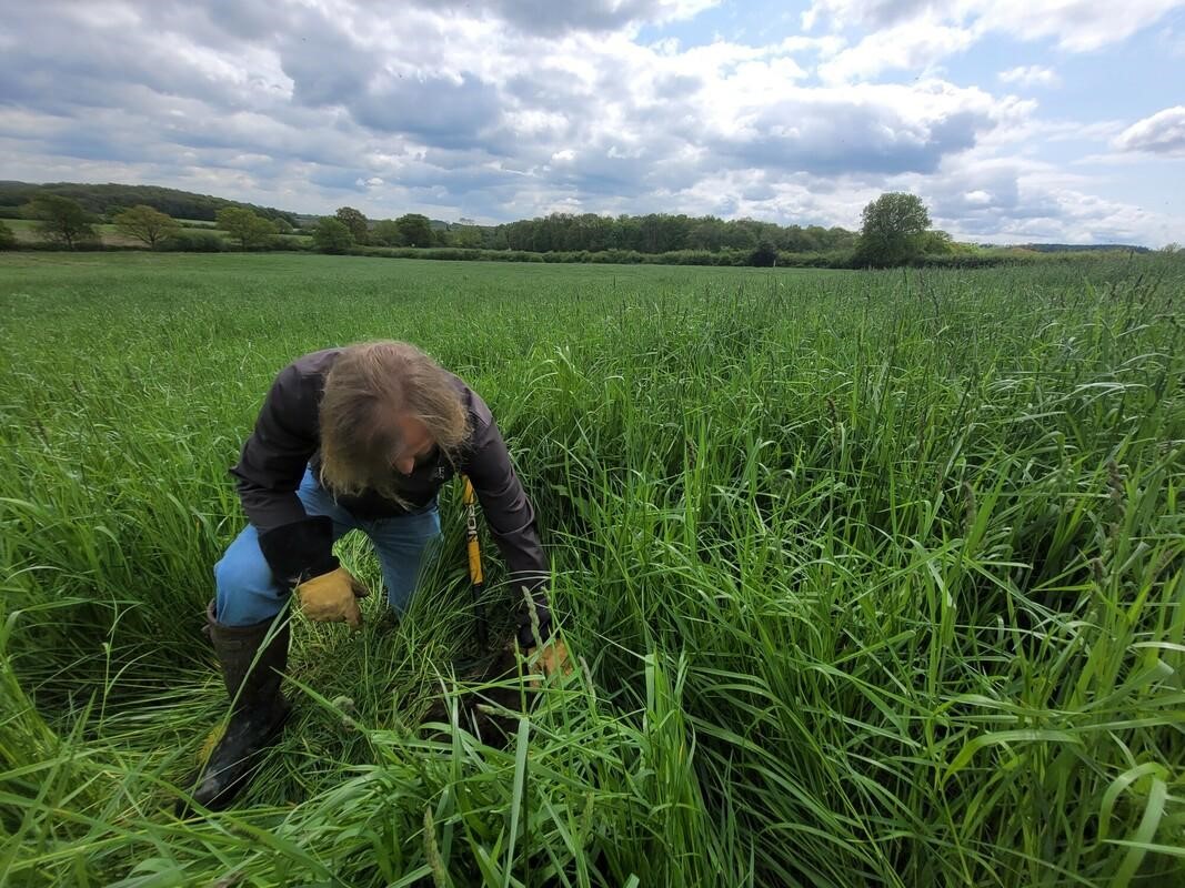 Join us on Mon 16 June in the North York Moors for a farm walk and discussion about everything #cocksfoot.

We'll discuss the challenges of establishing leys in uplands, establishment techniques, varieties, and visit the two trial plots.

Register here: innovativefarmers.org/events/cocksfo…