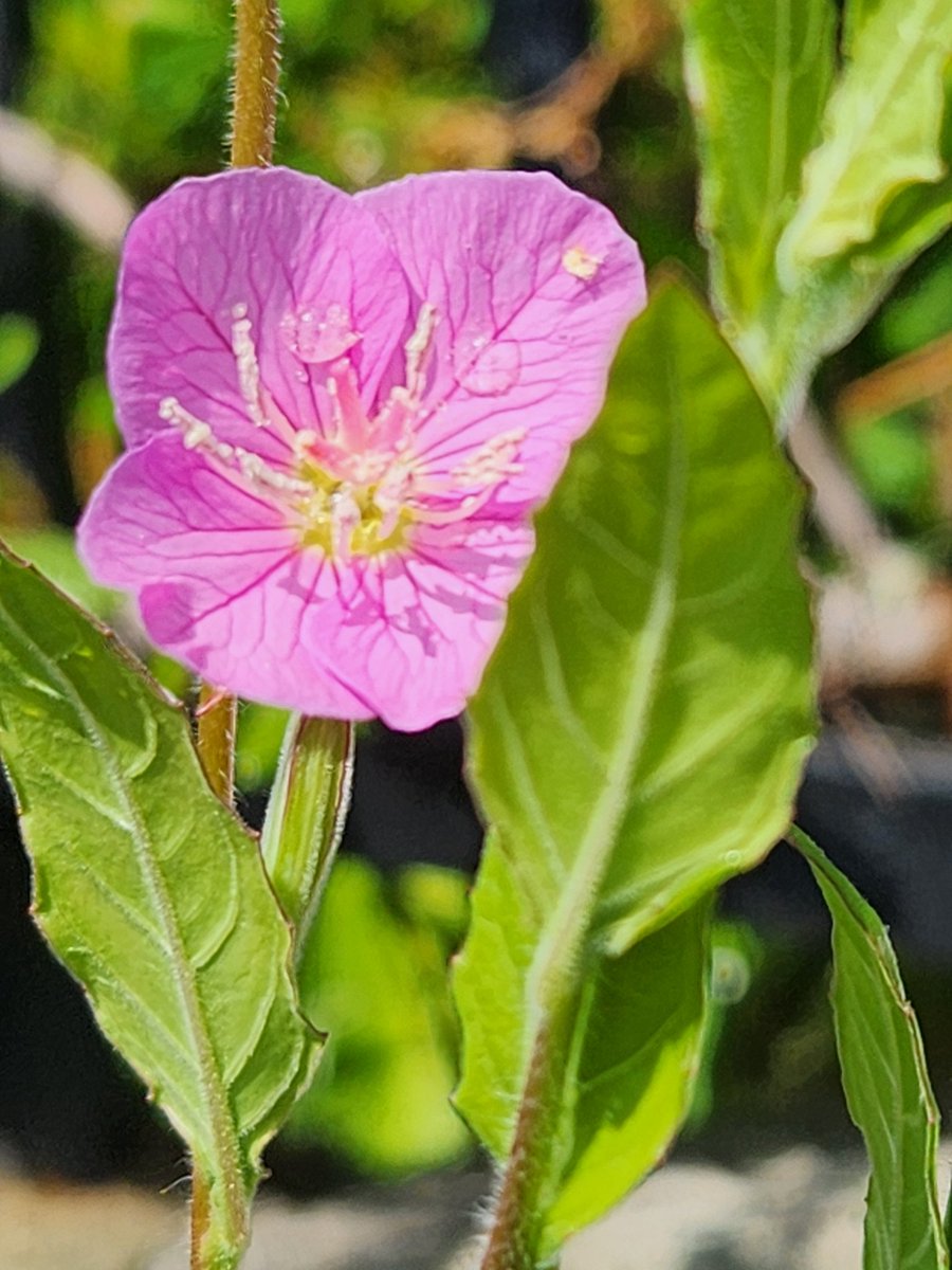 雑草だけど可愛い