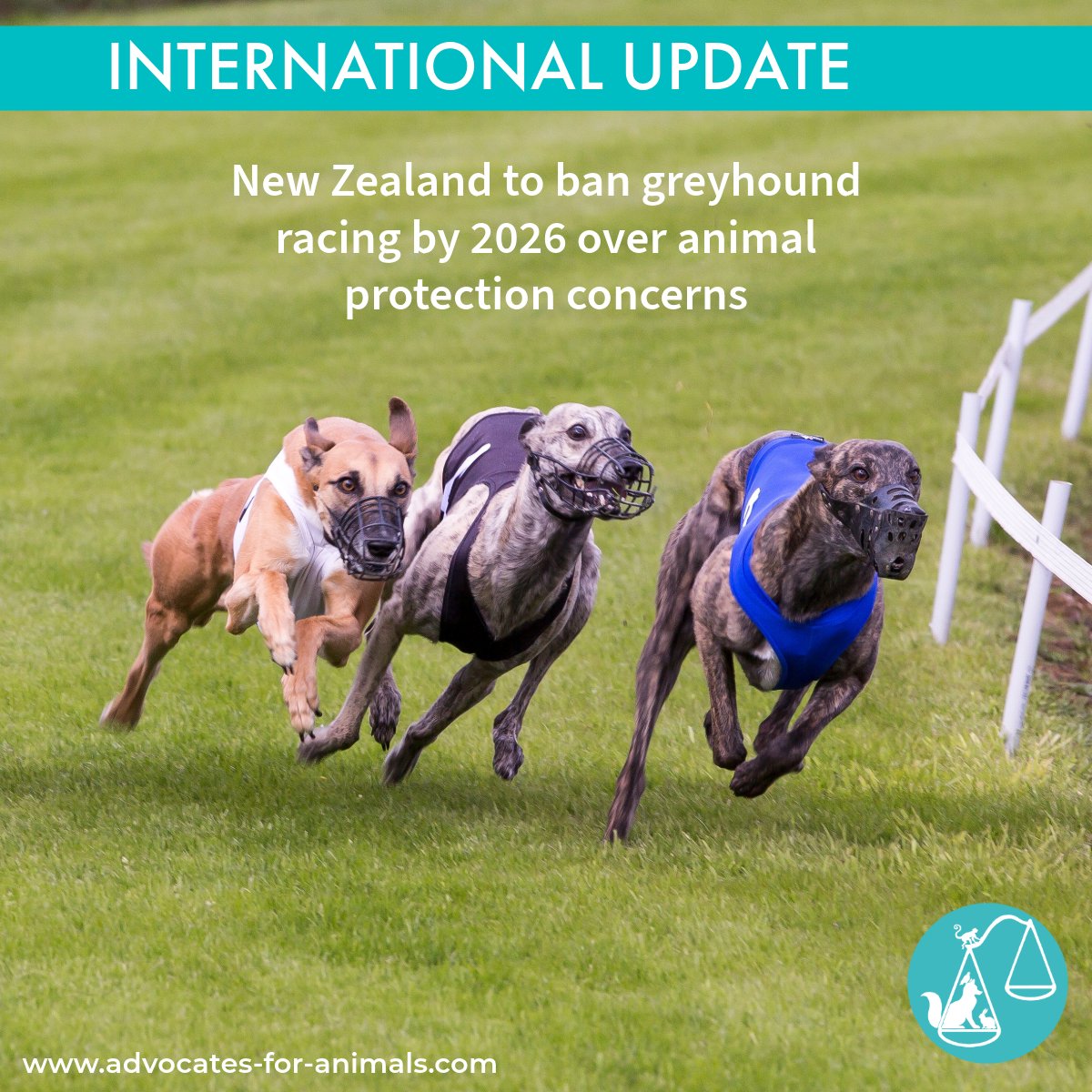 The New Zealand government has announced a ban on greyhound racing starting in 2026 due to ongoing animal protection concerns.

Deputy Prime Minister Winston Peters said that despite improvements, injury rates remain too high, and it’s time to act in the animals’ best interest.