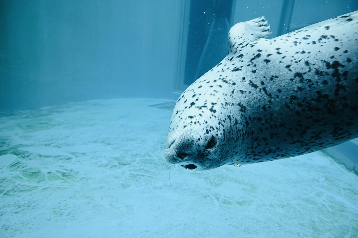 #男鹿水族館GAO
#写真好きな人と繋がりたい 
#写真で伝える私の世界
