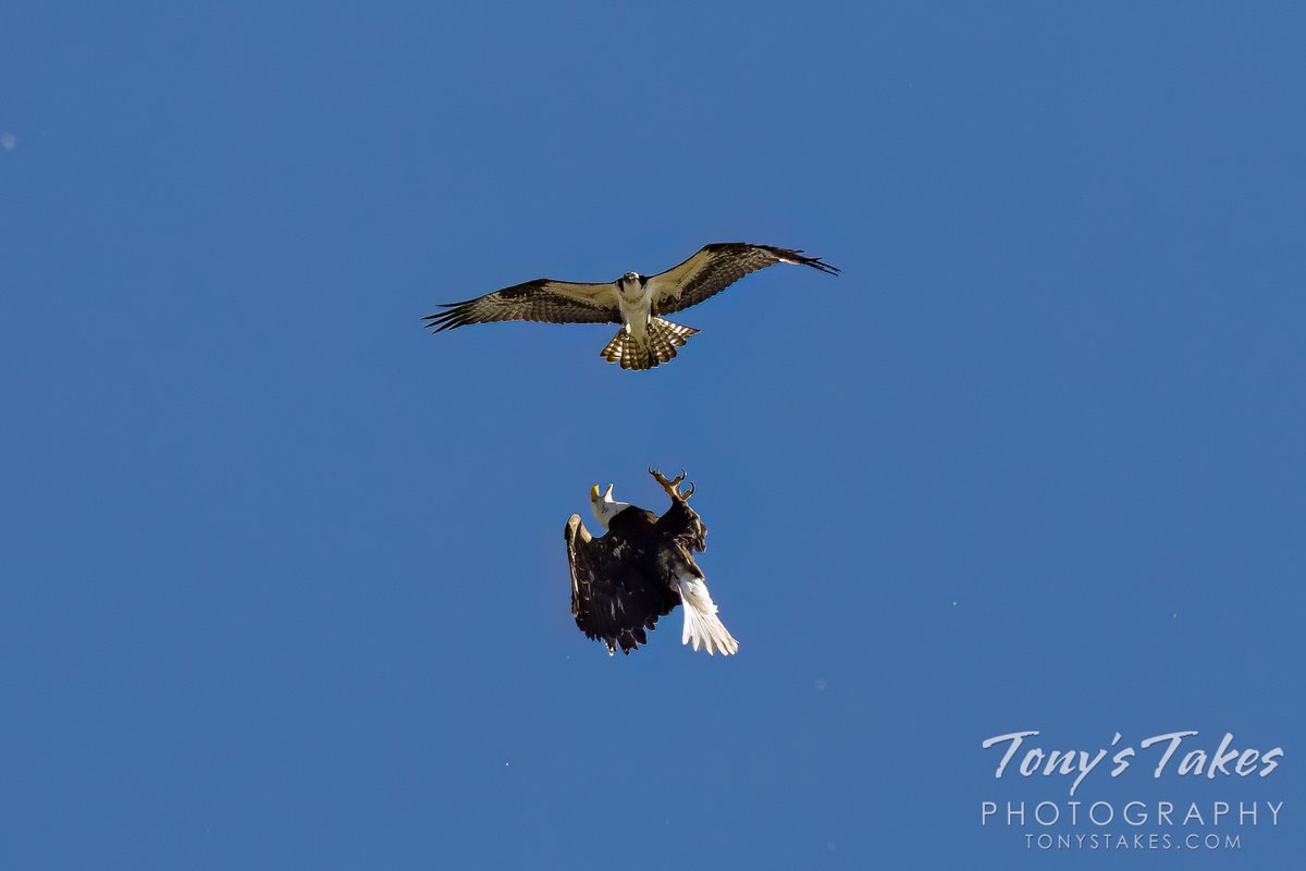 TonysTakes's tweet photo. Osprey protects its territory from a bald eagle. Pretty poor images due to the distance to the raptors but the action is too cool not to share. Tons of fun to witness. 

#birding #osprey #eagle #baldeagle #wildlife #wildlifephotography #Colorado https://t.co/thzSgy4nva